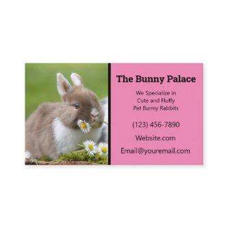 Pink Bunny Rabbit Breeder