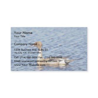 Pintail Duck Drake