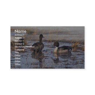 Pintail Duck Pair