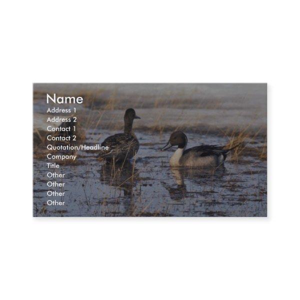 Pintail Duck Pair