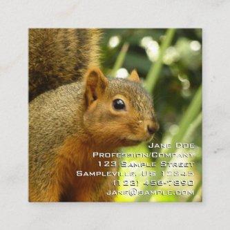 Portrait of a Squirrel Nature Animal Photography Square