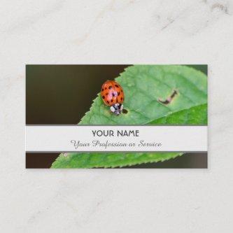 Positive and lucky ladybug for zen and education b