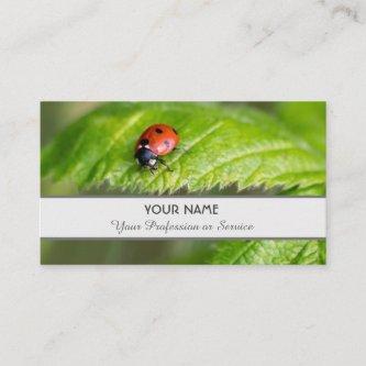 Positive and lucky ladybug for zen and education b