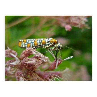 Poster Ailanthus Webworm Moth (Atteva punctella)