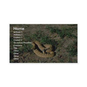 Prairie rattlesnake