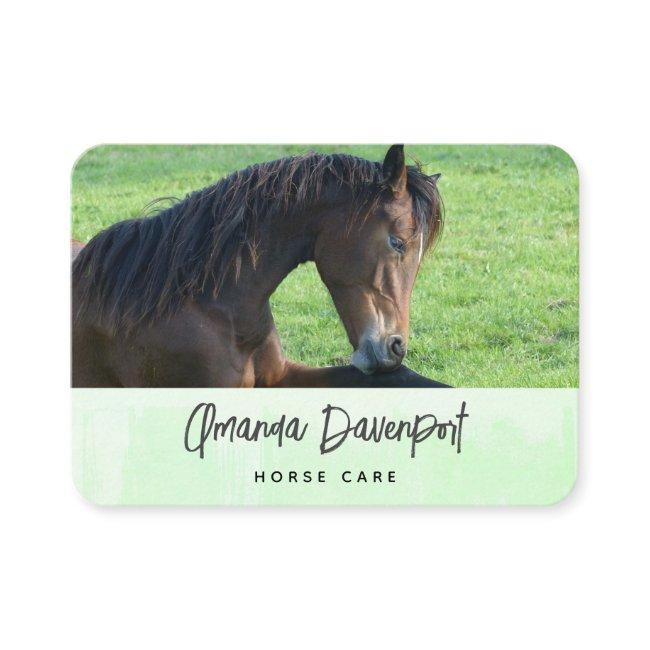Pretty Brown Horse Laying in the Grass