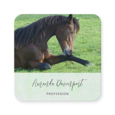 Pretty Brown Horse Laying in the Grass Square