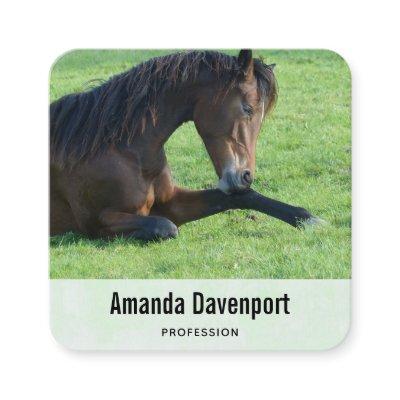 Pretty Brown Horse Laying in the Grass Square