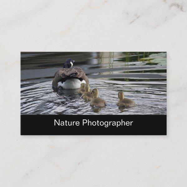 Professional Nature And Wildlife Photographer