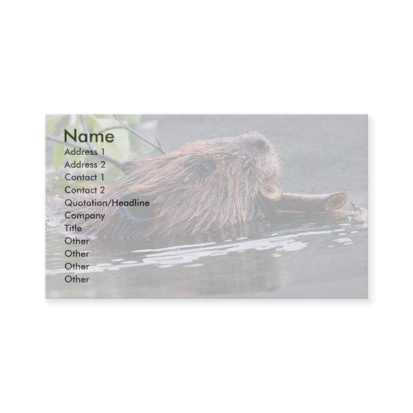 profile or , beaver