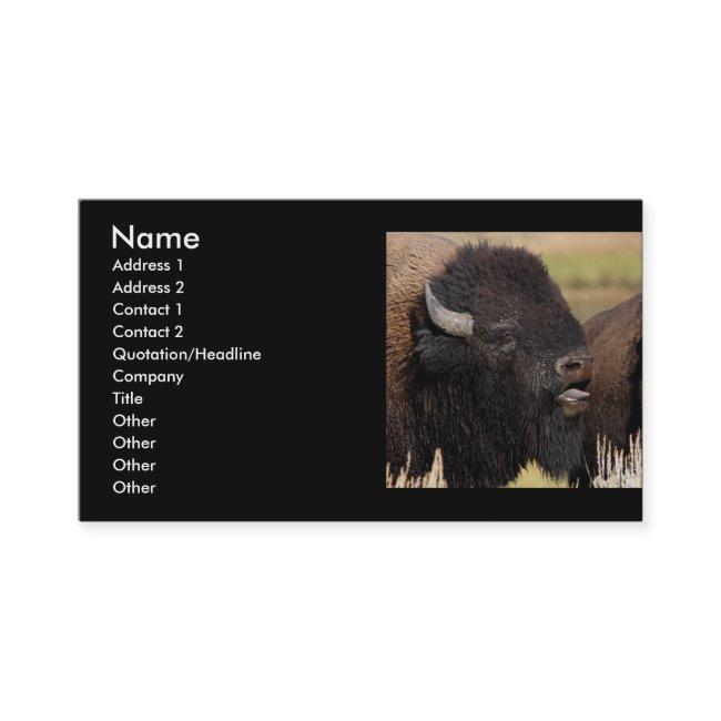 profile or , bison grunting