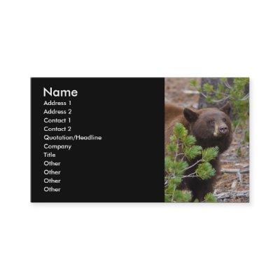 profile or , black bear