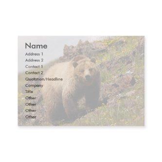 profile or , grizzly bear