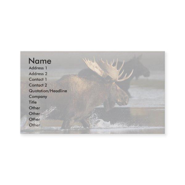 profile or , moose splash