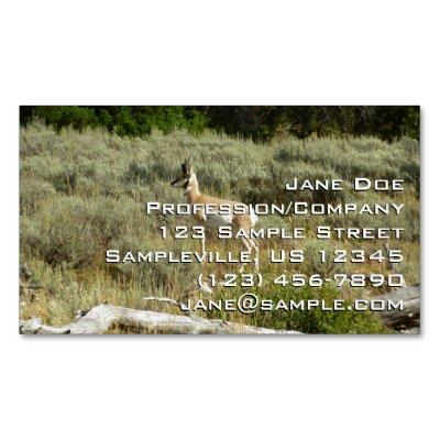 Pronghorn at Grand Teton National Park  Magnet