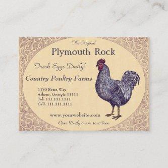 Proud Plymouth Rock Rooster Poultry Farm