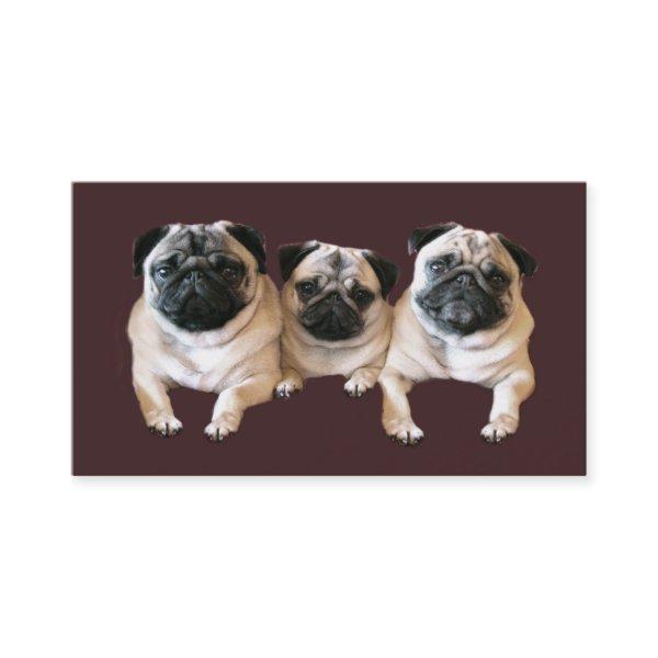 Pug Breeder