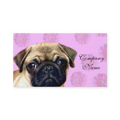 Pug dog