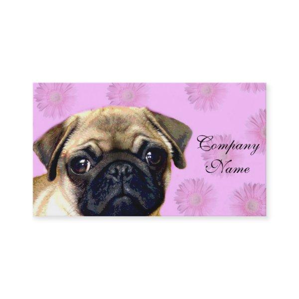 Pug dog