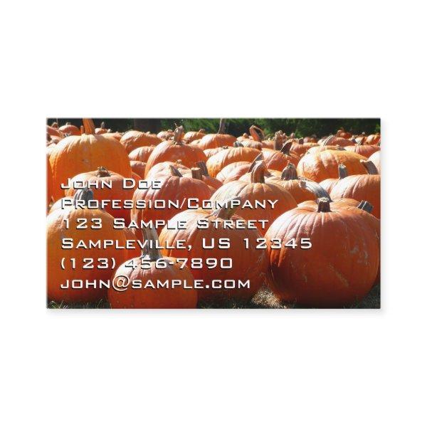 Pumpkins Photo for Fall, Halloween or Thanksgiving