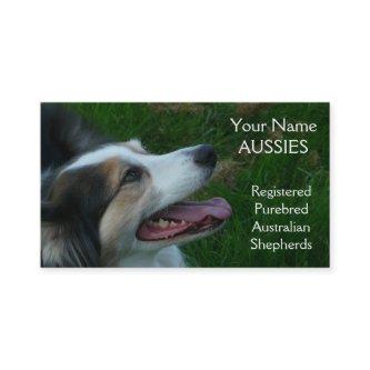 Purebred Black Tricolor Aussie