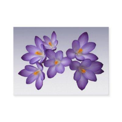 Purple Crocus ATC