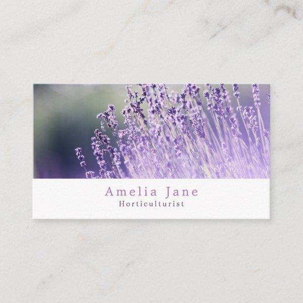 Purple Lavender, Gardener, Horticulturist