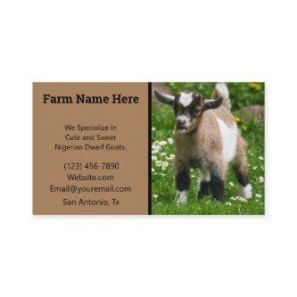 Pygmy Dwarf Goat Breeder