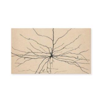 Pyramida Neuron Drawing By Santiago Ramón Y Cajal