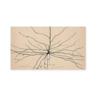 Pyramida Neuron Drawing By Santiago Ramón Y Cajal