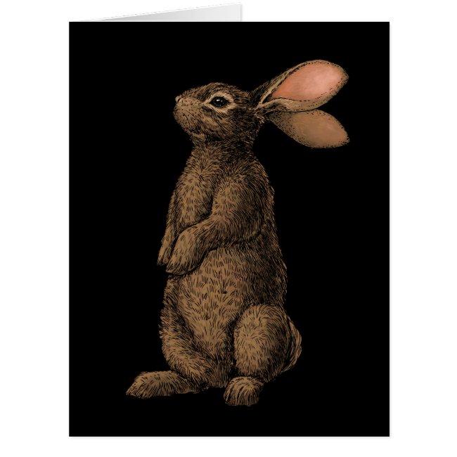 Rabbit