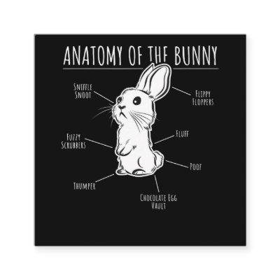 Rabbit Gift |Anatomy Of Bunny Cute Rabbit Pet Love Square