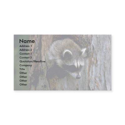 Raccoon-Summer-youngster in hollow tree