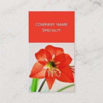 Red Amaryllis Flower