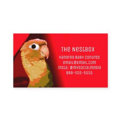 Red Conure Parakeet Bird Breeder Foster Or Rescue