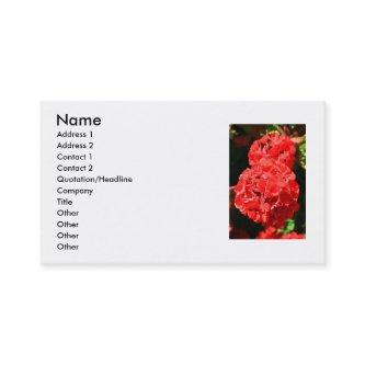 Red Geranium Flowers