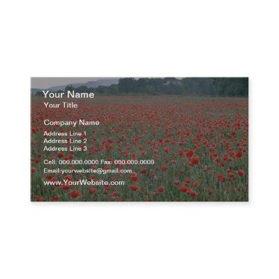 Red Poppy field, Kent, England flowers