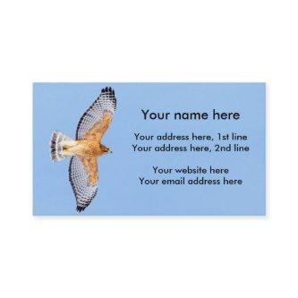 Red Shouldered Hawk in flight