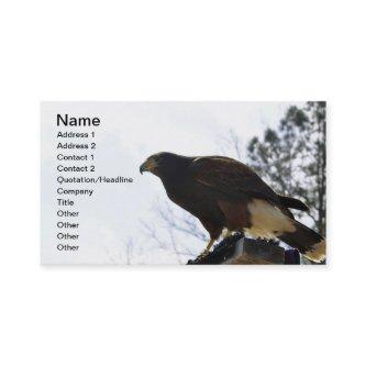 Red Tailed Hawk Against a Blue Sky Business Sky