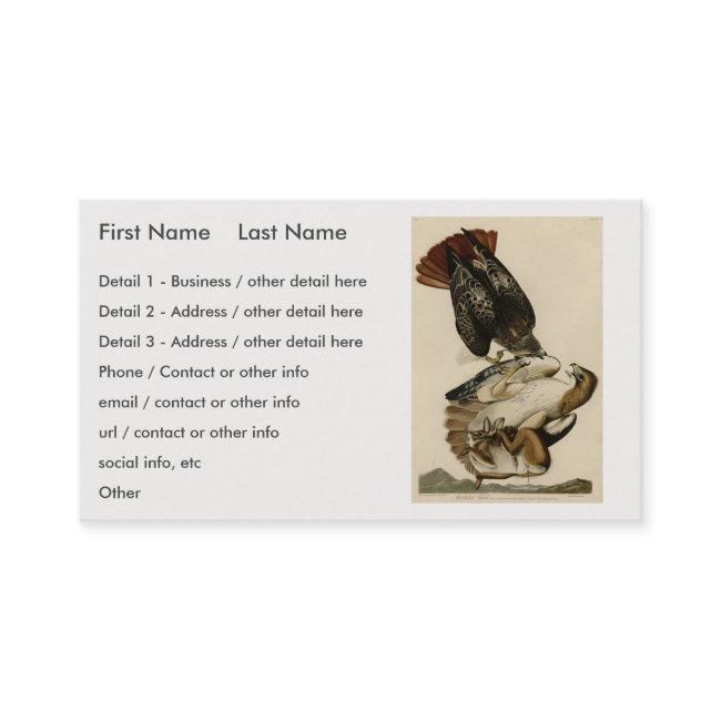 Red-tailed Hawk from Audubon's Birds of America