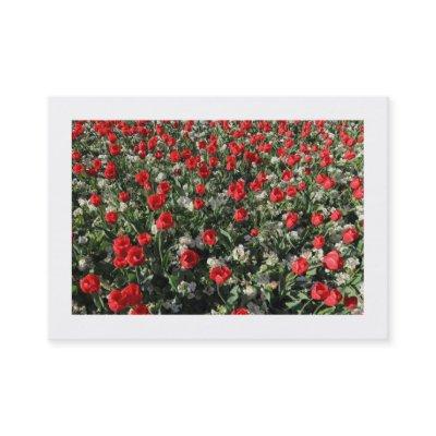 Red Tulips and Primroses (Bordered)