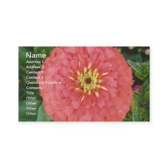 Red Zinnia