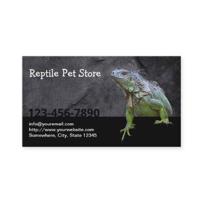 Reptile Pet Store Iguana Lizard