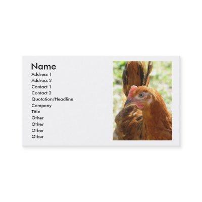 Rhode Island Red
