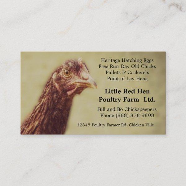 Rhode Island Red Chicken Pullet - Poultry Farmer
