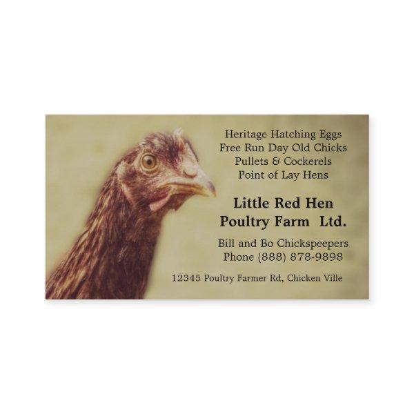 Rhode Island Red Chicken Pullet - Poultry Farmer