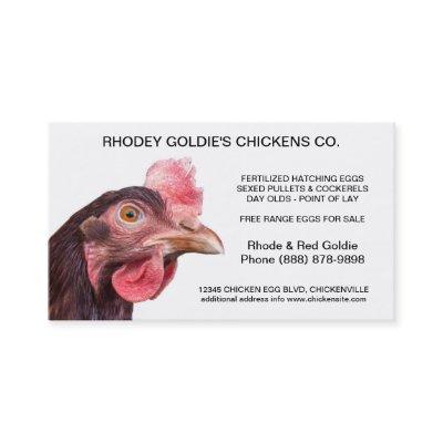 Rhode Island Red Hatchery Laying Hen Chicken