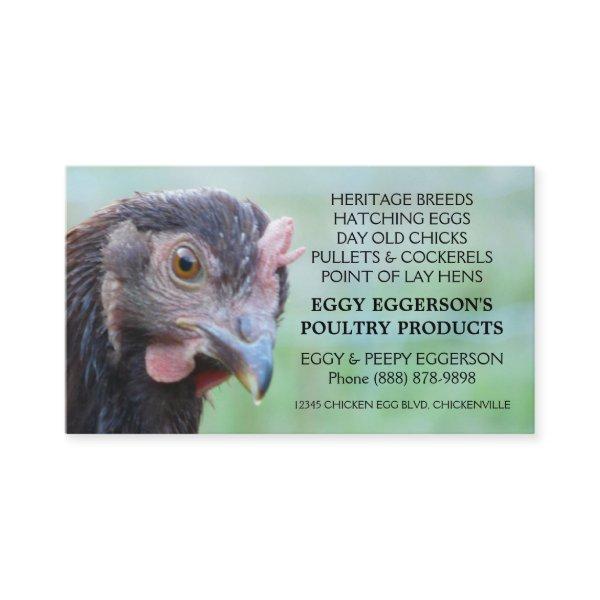 Rhode Island Red Hen Chicken Egg Farmer