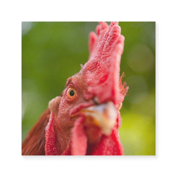 Rhode Island Red Rooster Square