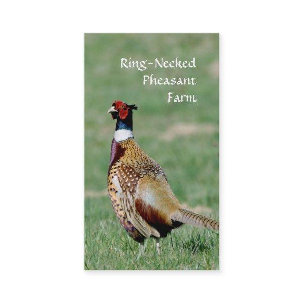 Ring Necked Pheasants photo